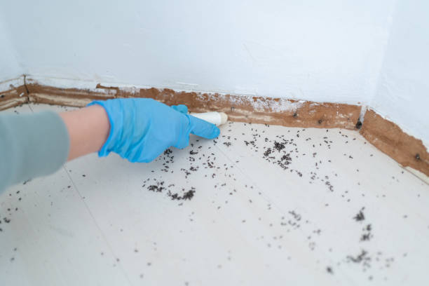Best Affordable Pest Control Services  in West Ack, NY